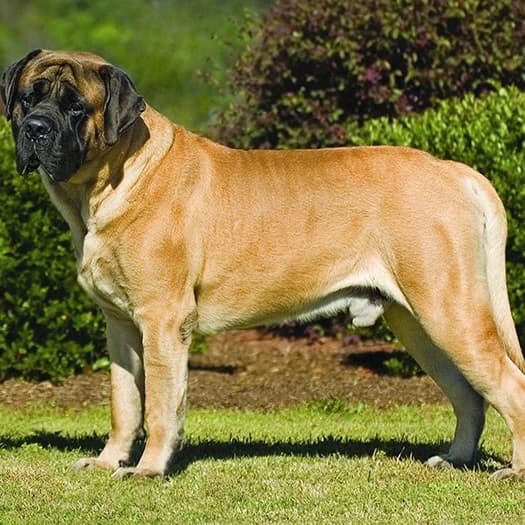 Dev Irk Köpekler