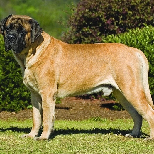 Dev Irk Köpekler